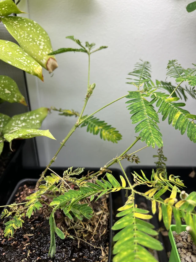 跳舞草黄叶问题解决:修剪与换土方法